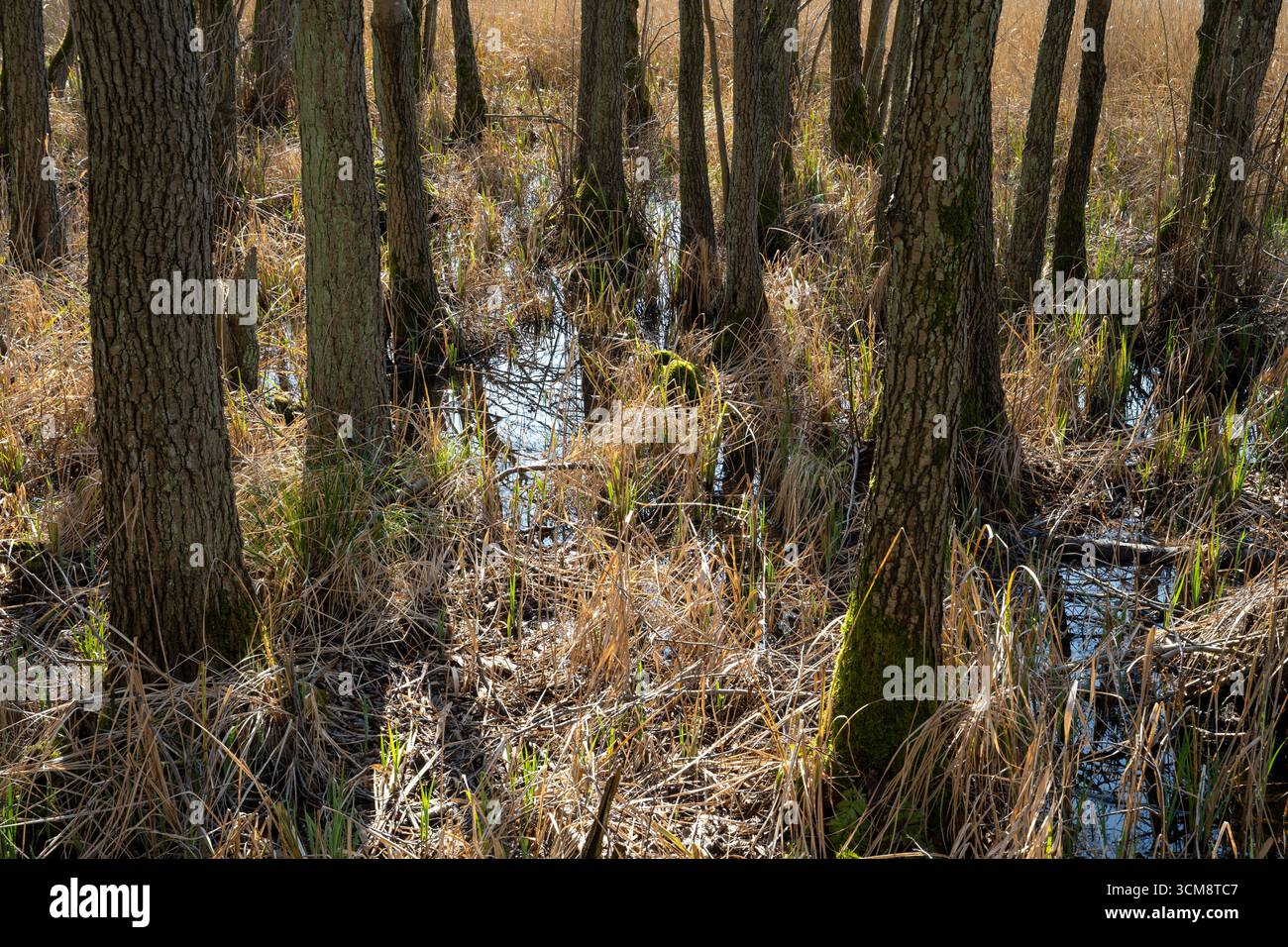 marshland Stock Photo