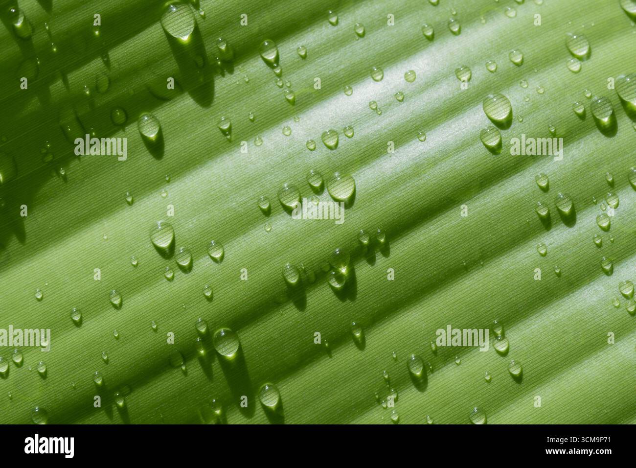 Water drops on banana leaf, Nature background. Stock Photo