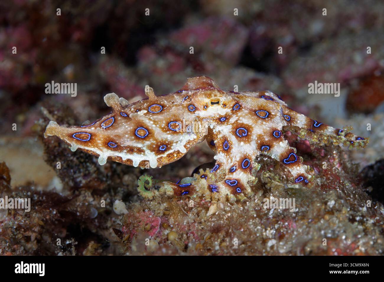 Poisonous Blue Ring Octopus, Hapalochlaena lunulata, Malalpascua Island ...