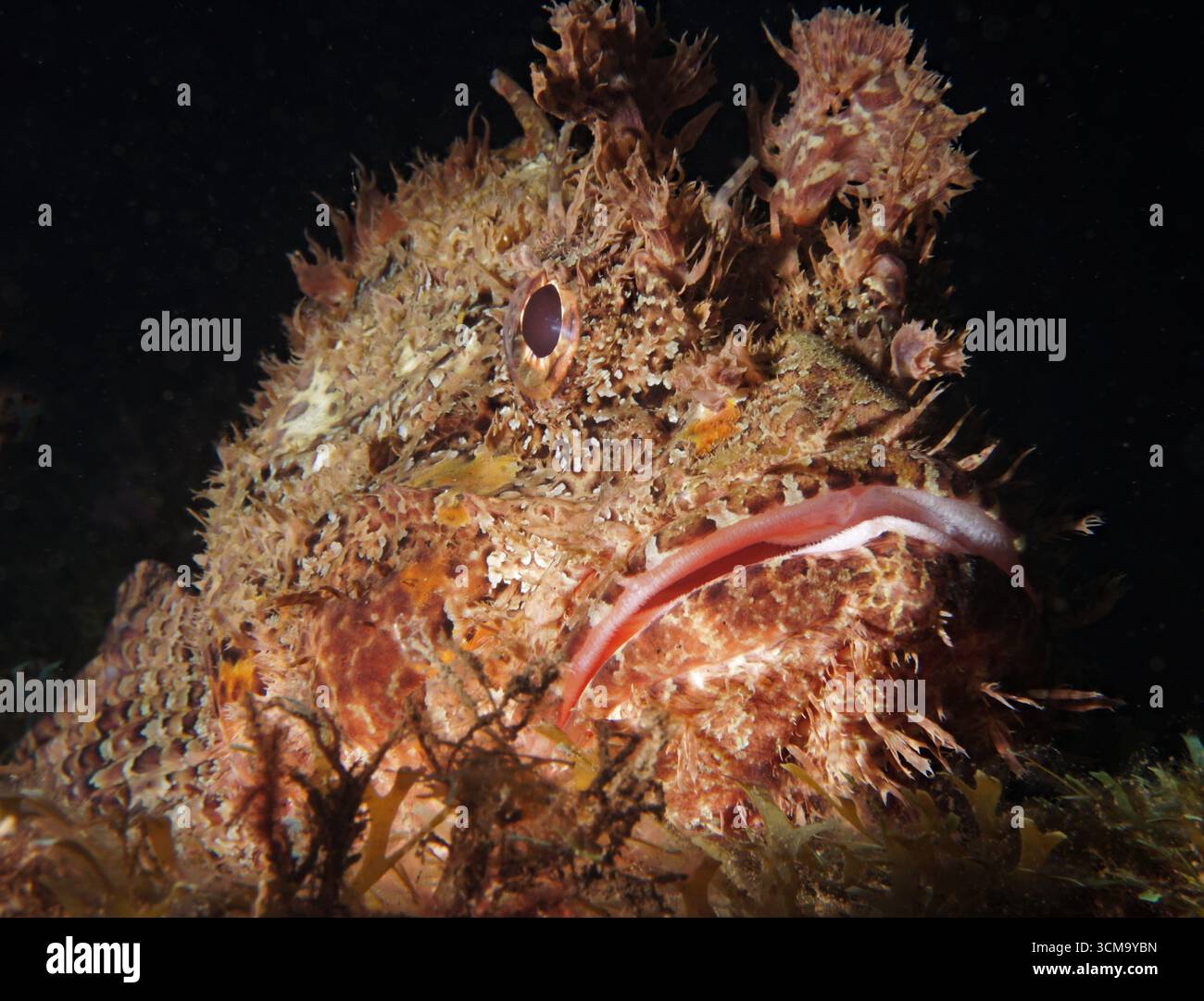 Scorpaena laevis - Senegalese scorpionfish Stock Photo