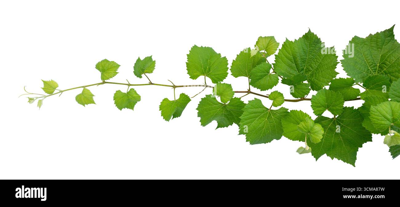 vine frame leaf vine isolates on a white background Stock Photo