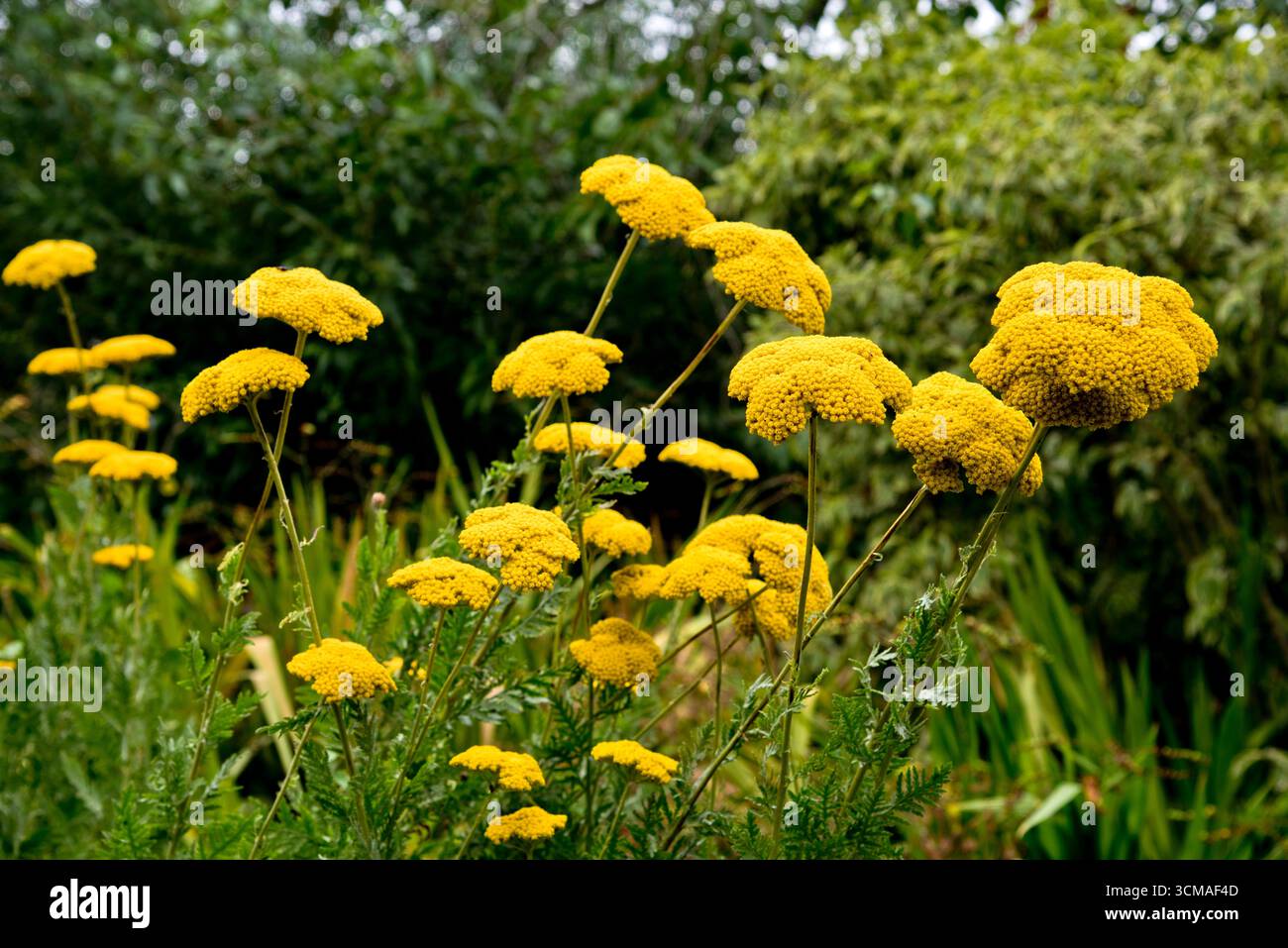 dianthus green trick plant Dianthus Barbatus Green Wicky - 40 Stems main image 0