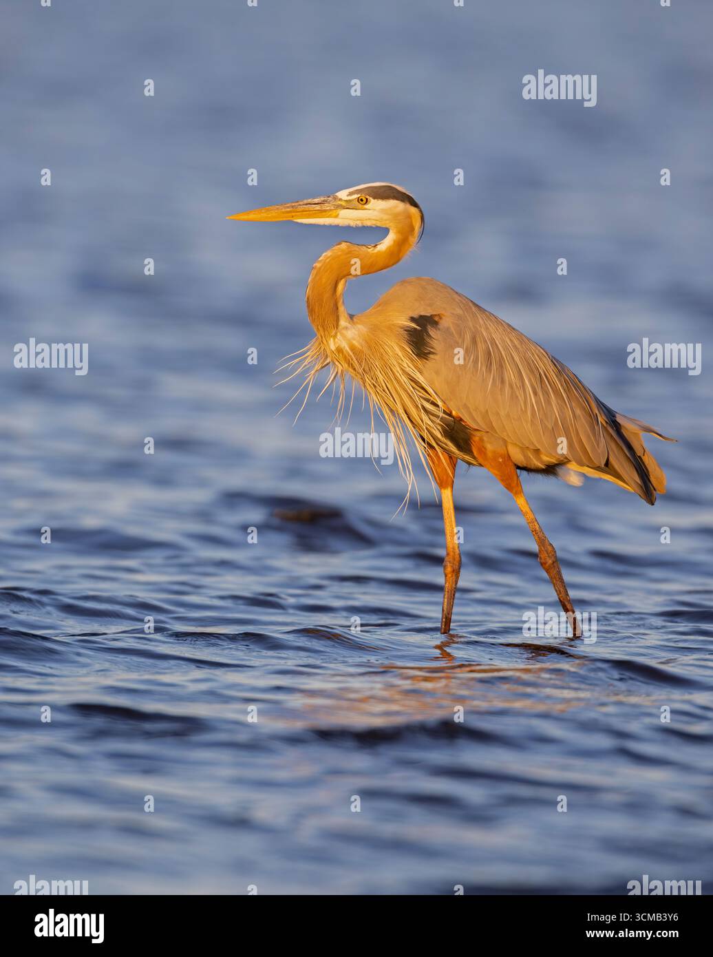 A Great Blue Heron (Ardea herodias) fishing at sunset.  March in Myakka River State Park, Florida. Stock Photo