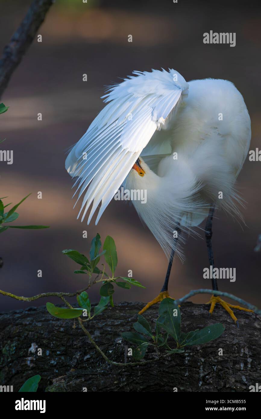 Snowy Egret (Egretta thula) in mating plumage. March at a rookery in St ...