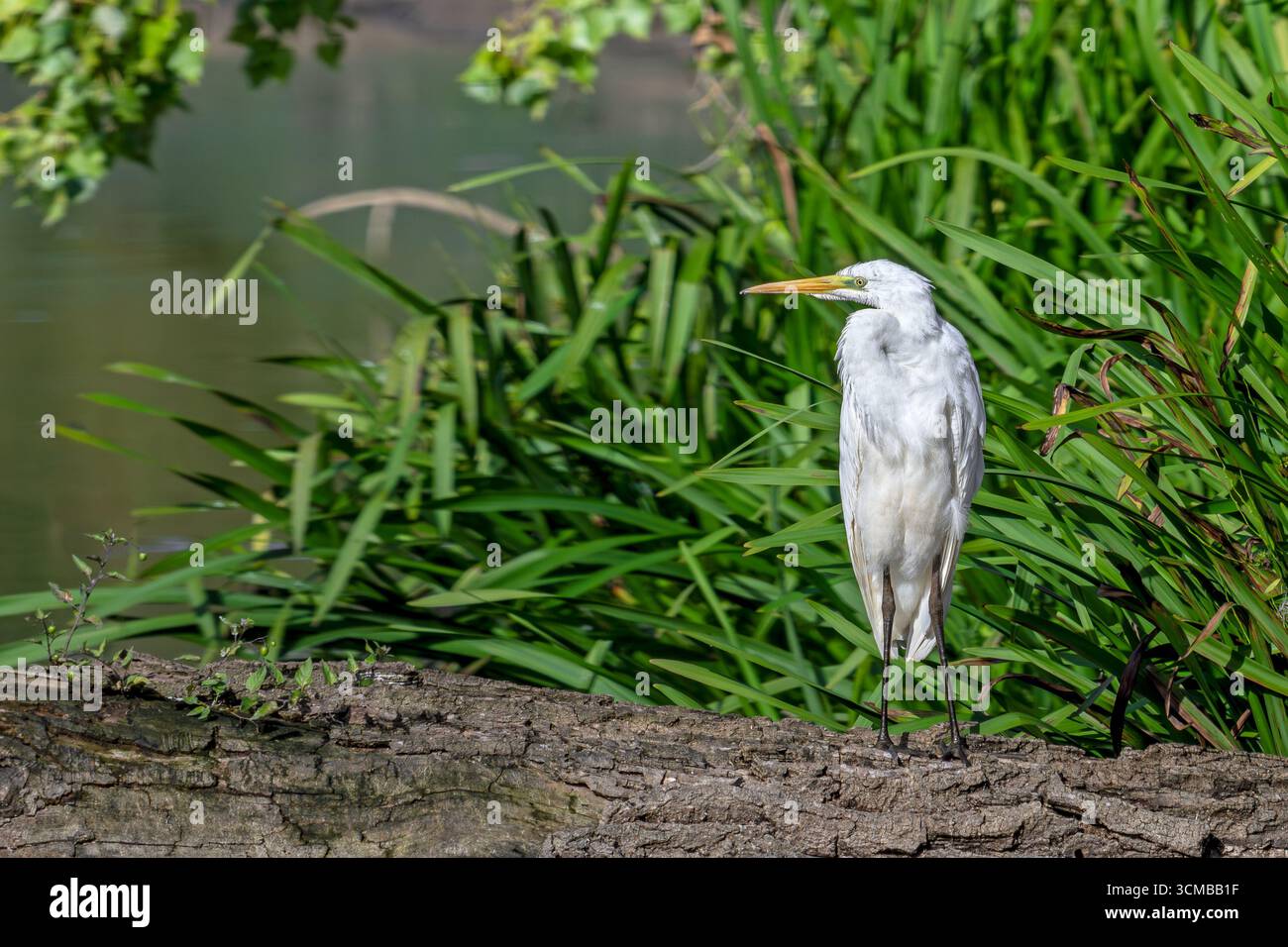 Great white egret / great egret (Ardea alba) non-breeding adult resting on fallen tree trunk in pond in late summer (September) Stock Photo