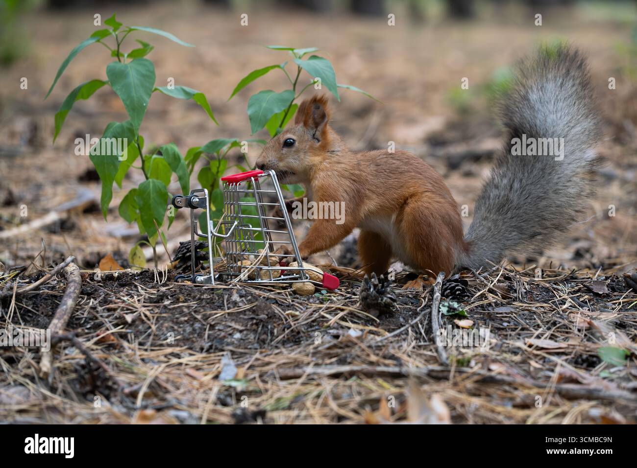 Squirrel in park eats nuts from shopping cart. Eurasian red squirrel Stock Photo
