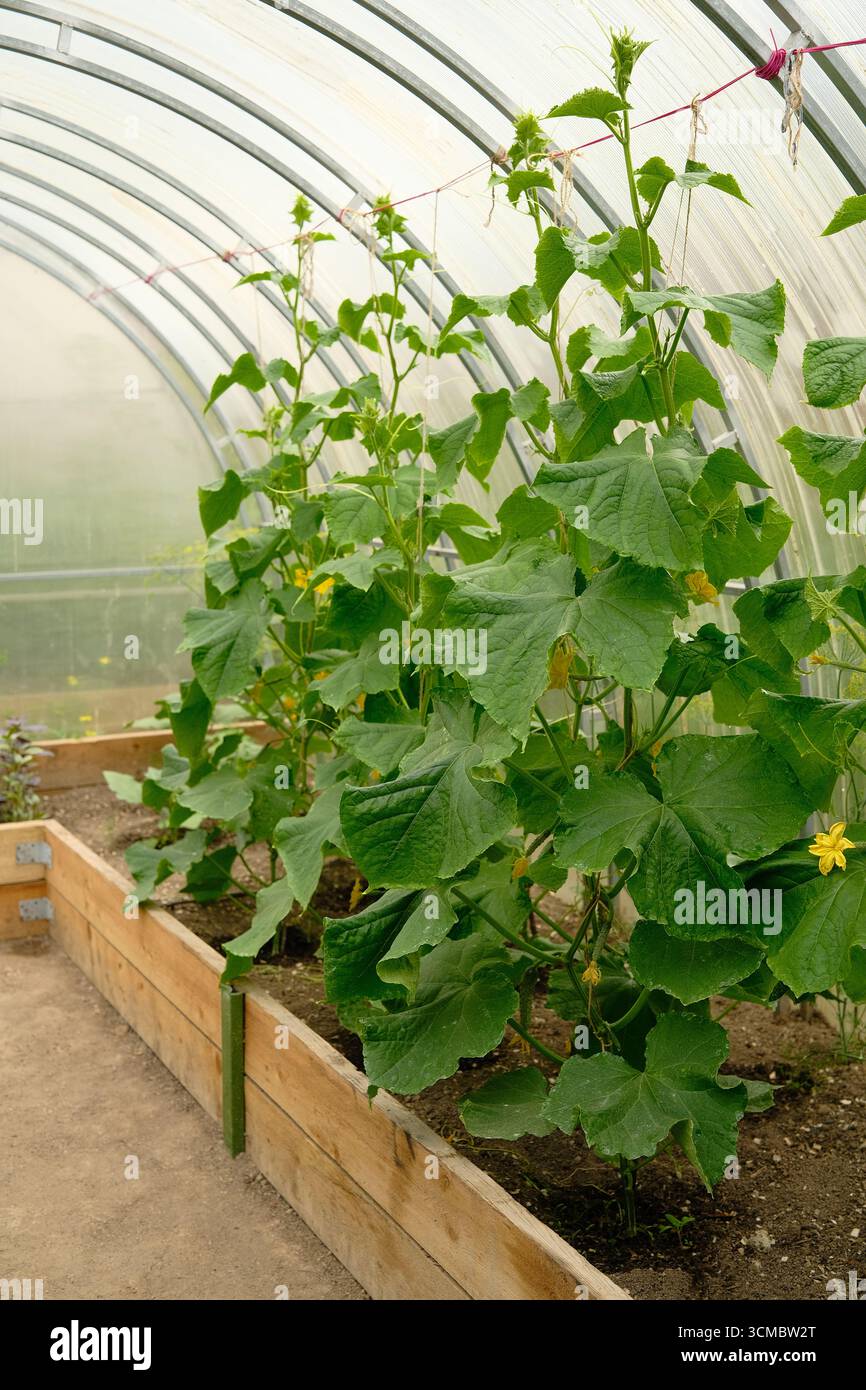 Cucumber plant growing hi-res stock photography and images - Alamy