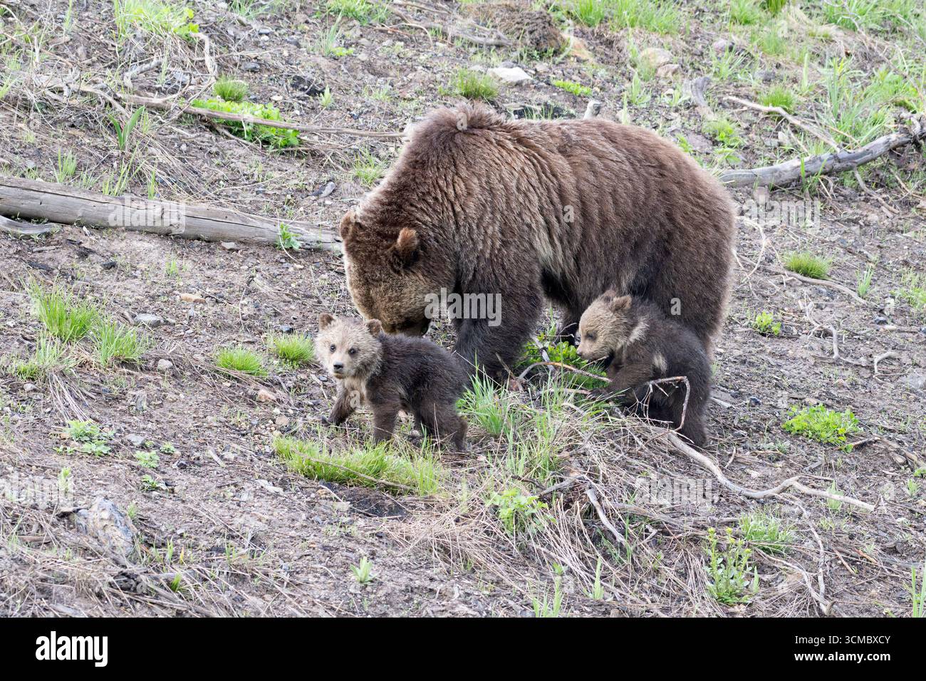 Grizzly Bear (Ursus arctos) mother with babies.  Springtime in Yellowstone National Park, Wyoming. Stock Photo