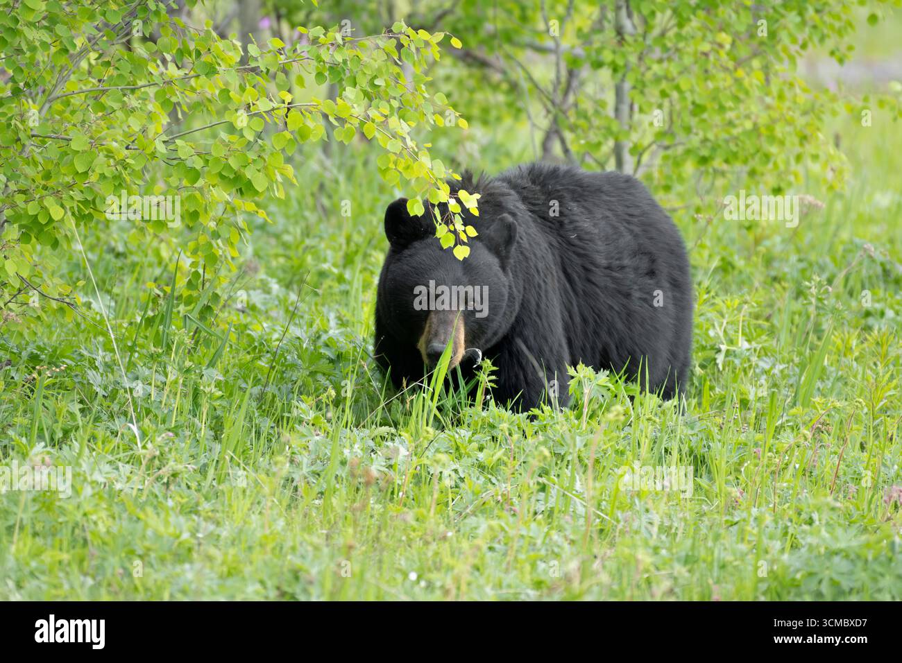Springtime Bear Mature Black Bear (Ursus americanus). Springtime in Yellowstone ...