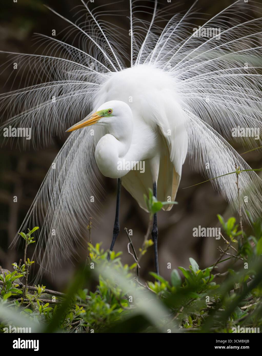 Great Egret (Ardea alba) mating display.  March in Wakodahatchee Wetlands, Palm Beach County, Florida. Stock Photo