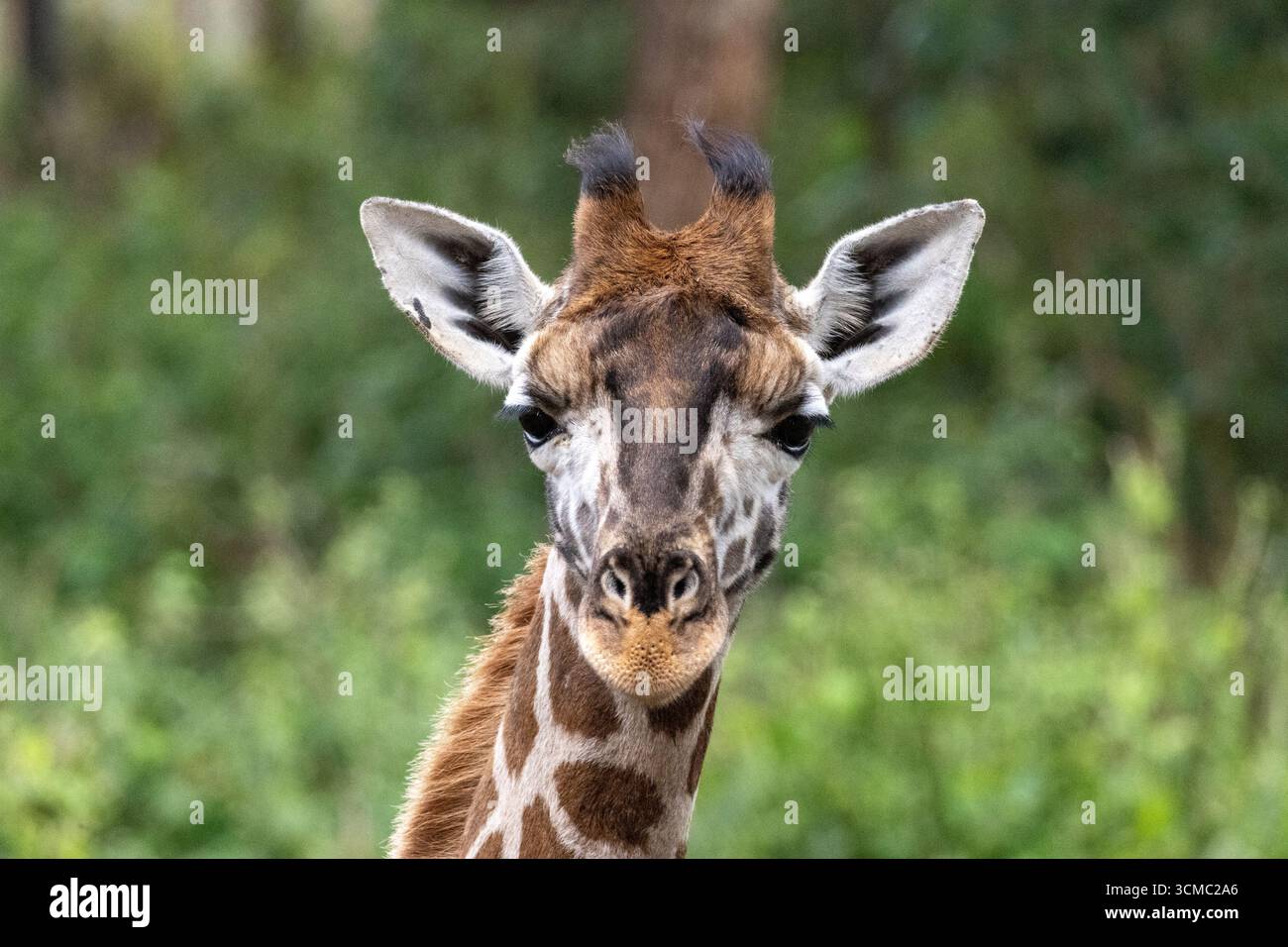Beautiful and Elegant Giraffe Portrait, Close-up of Its Face in Nakuru National Park Stock Photo