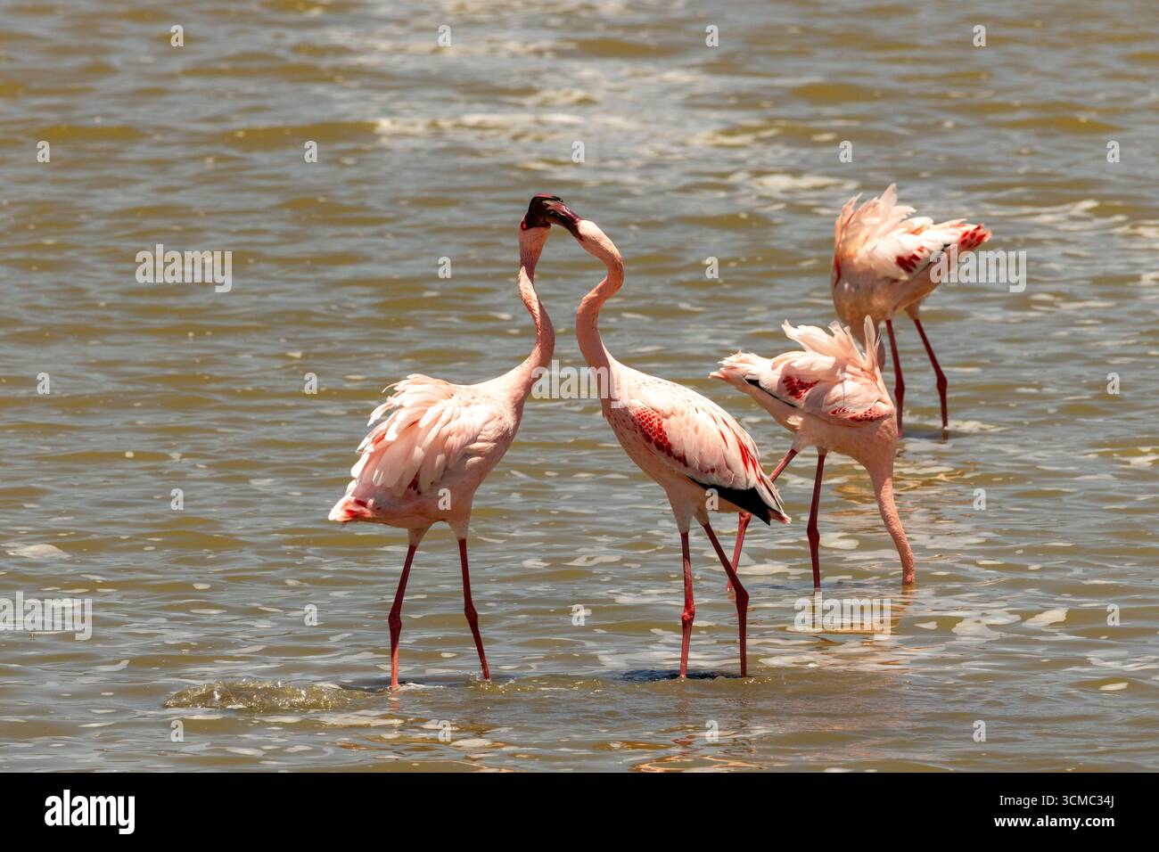 Spectacular flock of pink flamingos with two fighting in Ngorongoro Crater, Tanzania Stock Photo
