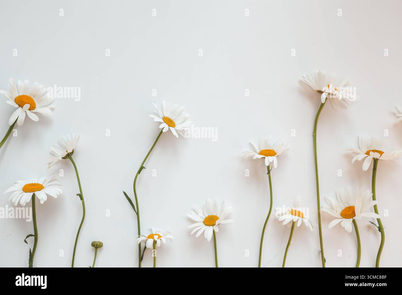 Flat lay composition with fresh chamomiles on white background. Space for text. Stock Photo