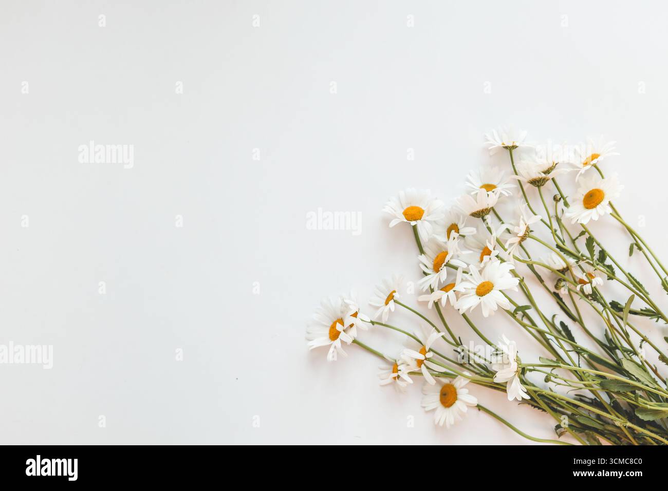 Flat lay composition with fresh chamomiles on white background. Space for text. Stock Photo
