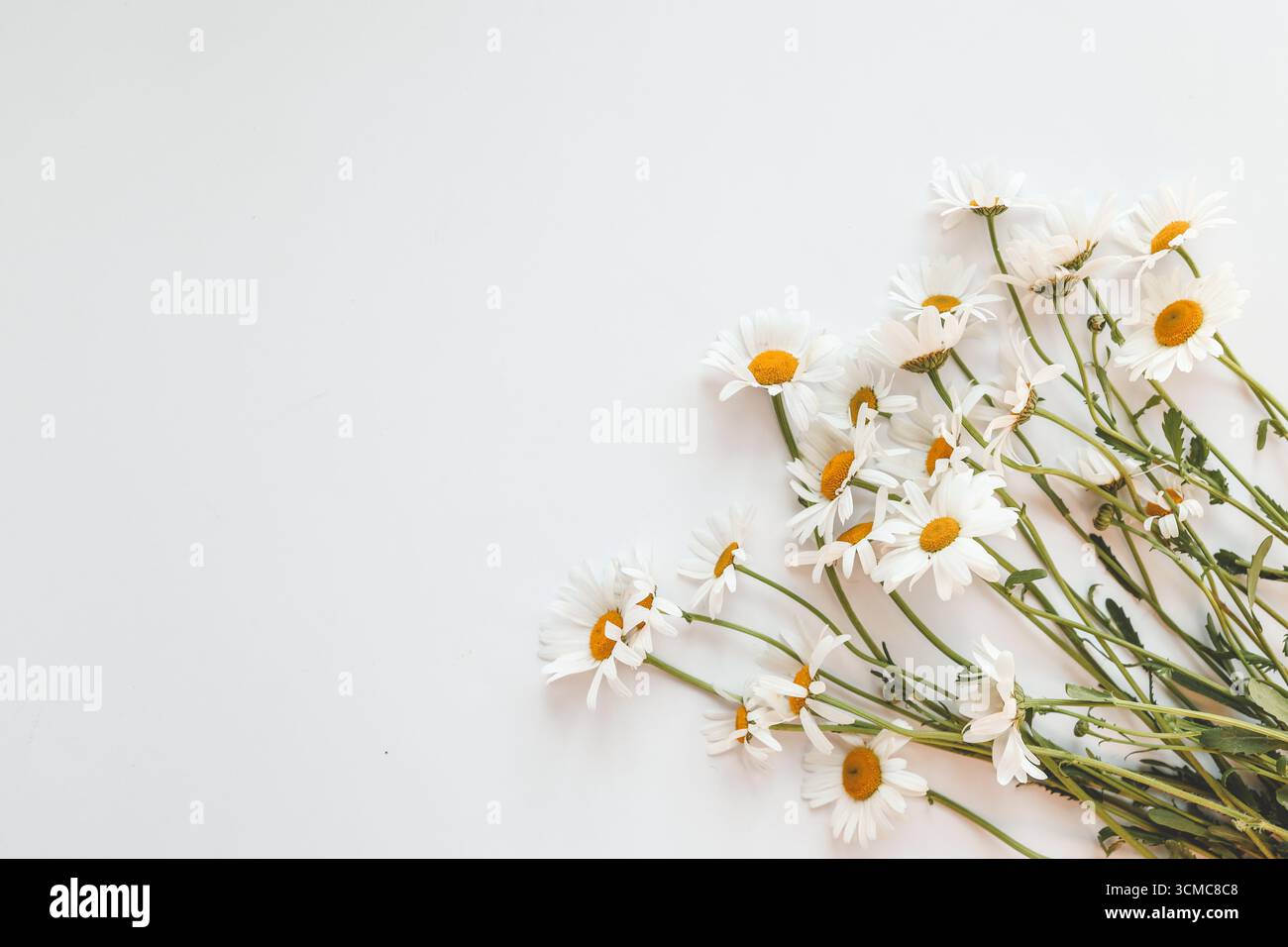 Flat lay composition with fresh chamomiles on white background. Space for text. Stock Photo