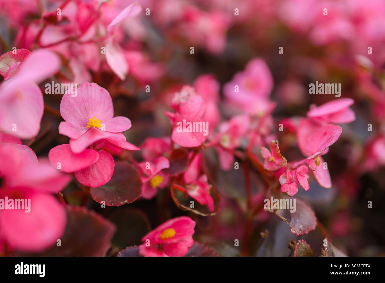 Beautiful picture flower houseplant hi-res stock photography and images ...