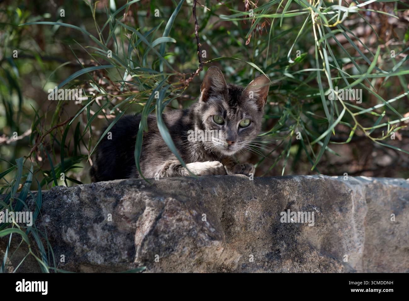 Gato marrón con los ojos abiertos y mucosidad en la nariz, descansando en el muro de piedra de ua casa bajo la vegetacion y entre luces y sombras Stock Photo