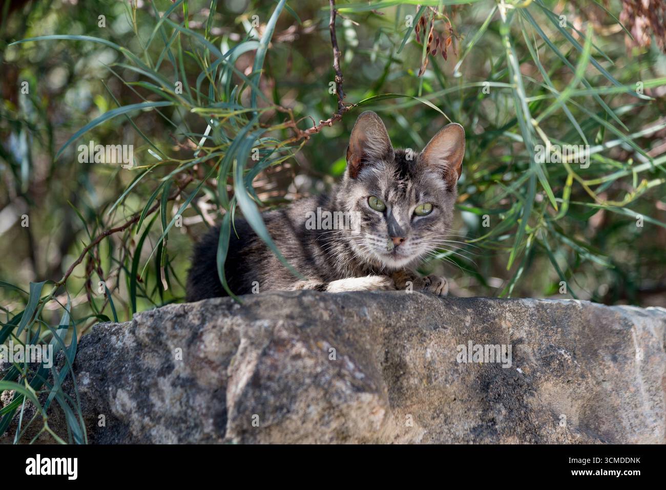 Gato marrón con los ojos abiertos y mucosidad en la nariz, descansando en el muro de piedra de ua casa bajo la vegetacion y entre luces y sombras Stock Photo