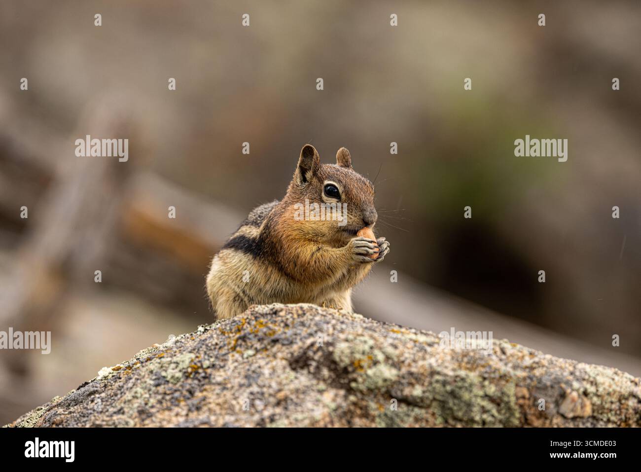 An adorable chipmunk pauses on a large rock to eat a seed, preparing for the coming winter in its Rocky Mountain habitat. Stock Photo