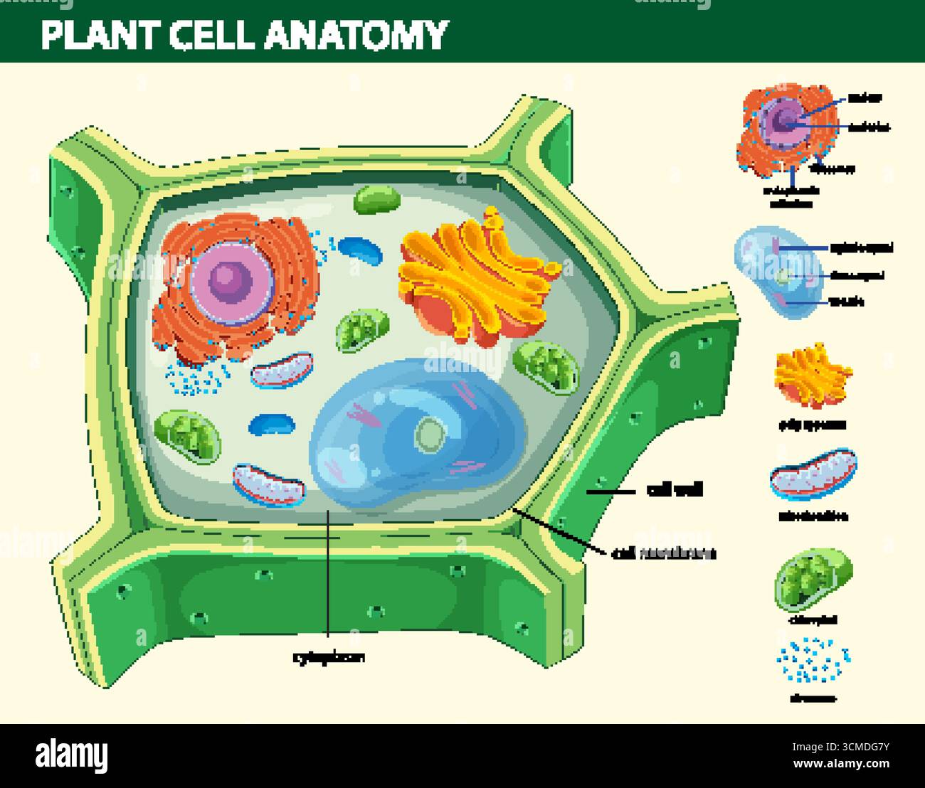 Colorful Vector Diagram Of Plant Cell Anatomy With Labeled Organelles 