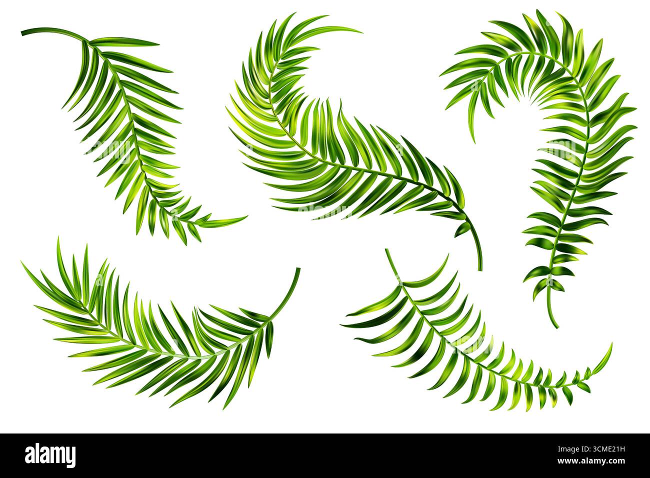 Tropical palm leaves of coconut tree. Vector summer green branch ...