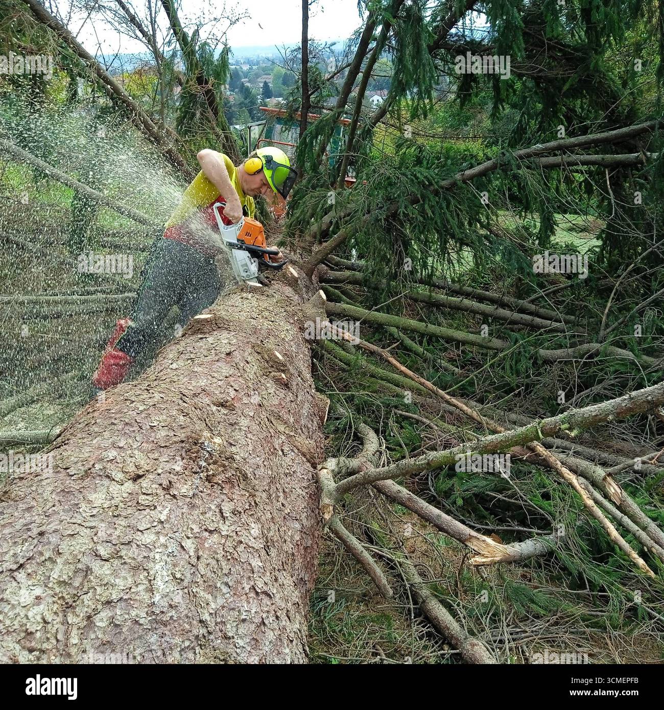 a lumberjack with a chainsaw cutting trees in the forest Lumberjack ...