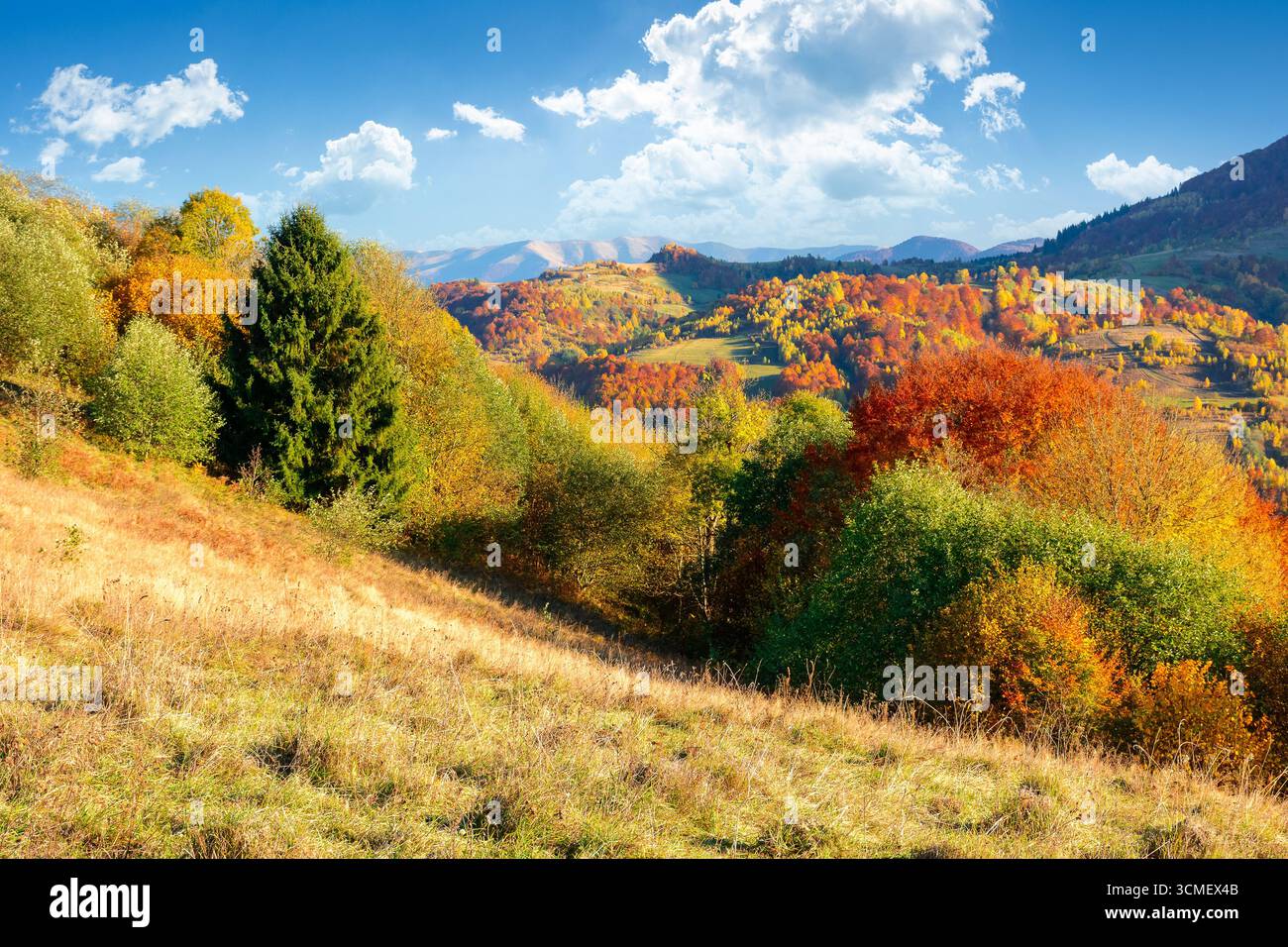 autumn mountain landscape in the afternoon. beautiful countryside in highlands of ukraine with rural fields and colorful deciduous trees. rolling hill Stock Photo