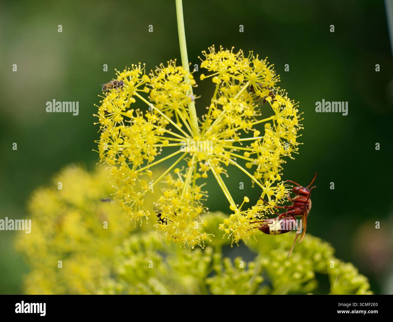 Giant fennel flowers with an invasive Oriental hornet and other insects feeding. Stock Photo