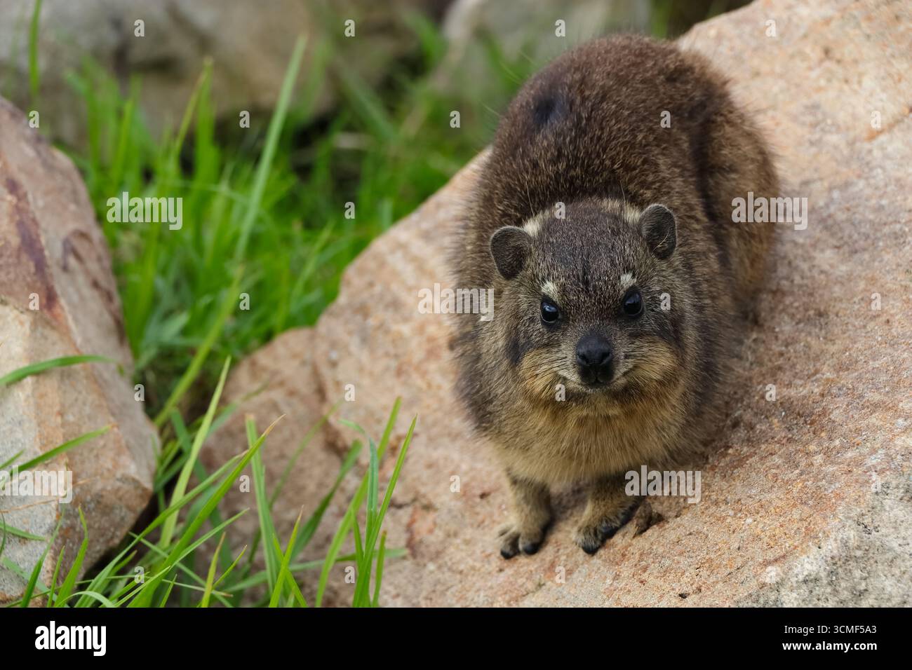 Rock Hyrax On Rock Looking (Procavia capensis) Stock Photo