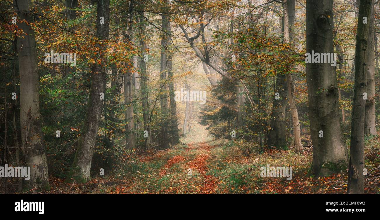 Misty forest landscape in autumn, with a dirt road, fall colors and a painterly look Stock Photo