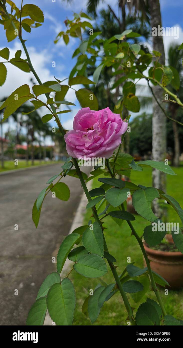 Pink beautiful rose - Smartphone Captured Stock Image