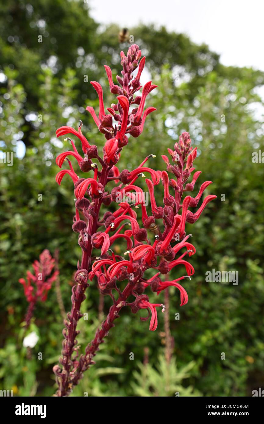 devil's tobacco lobelia tupa Red tubular summer flowers of devil's tobacco, Lobelia tupa UK garden  September Stock Photo