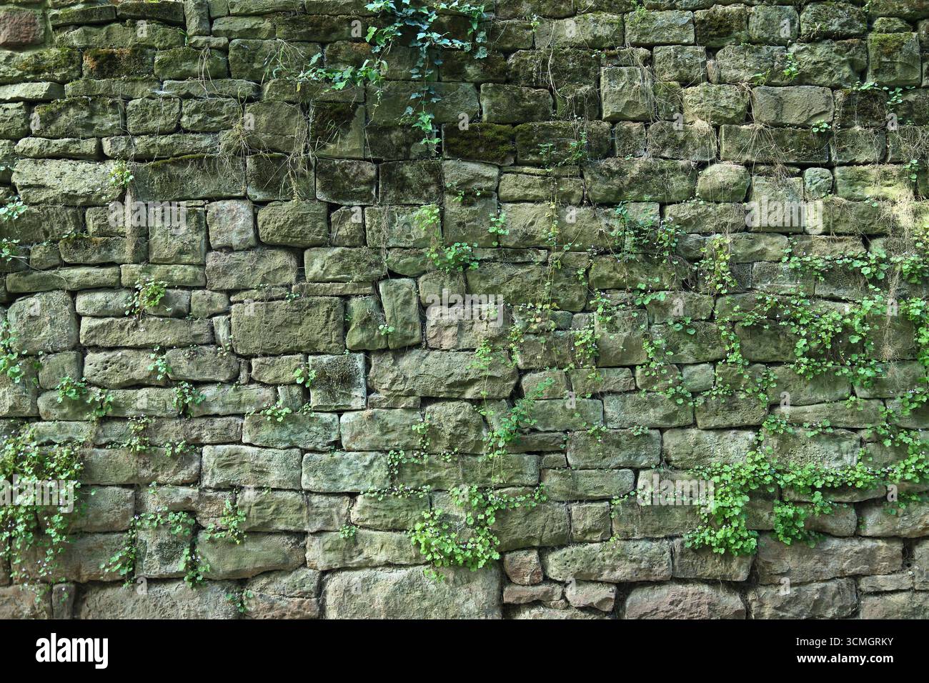 Ancient moss covered wall with vegetation Stock Photo