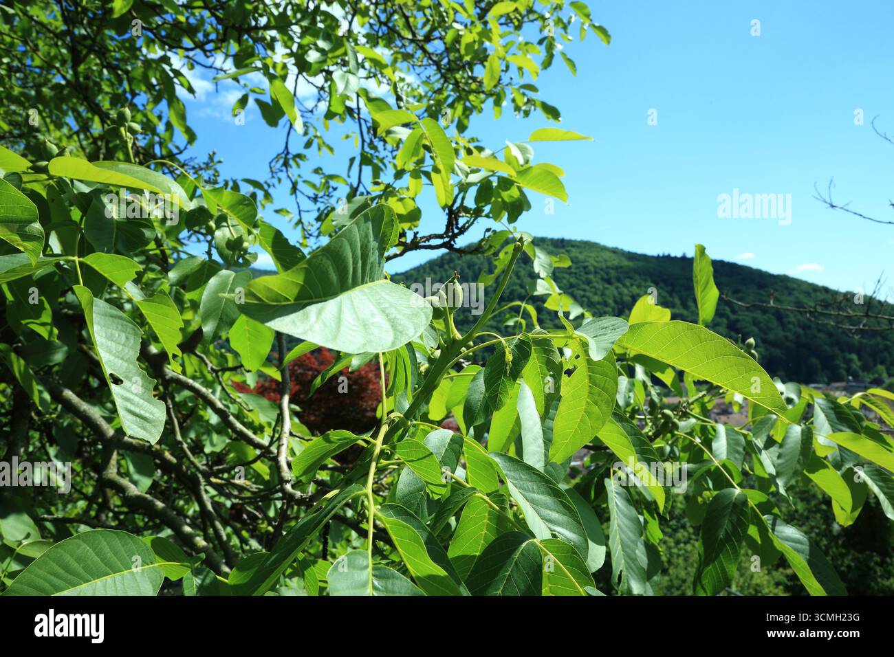 Juglans regia foliage and immature fruits in summer hillside view Stock Photo