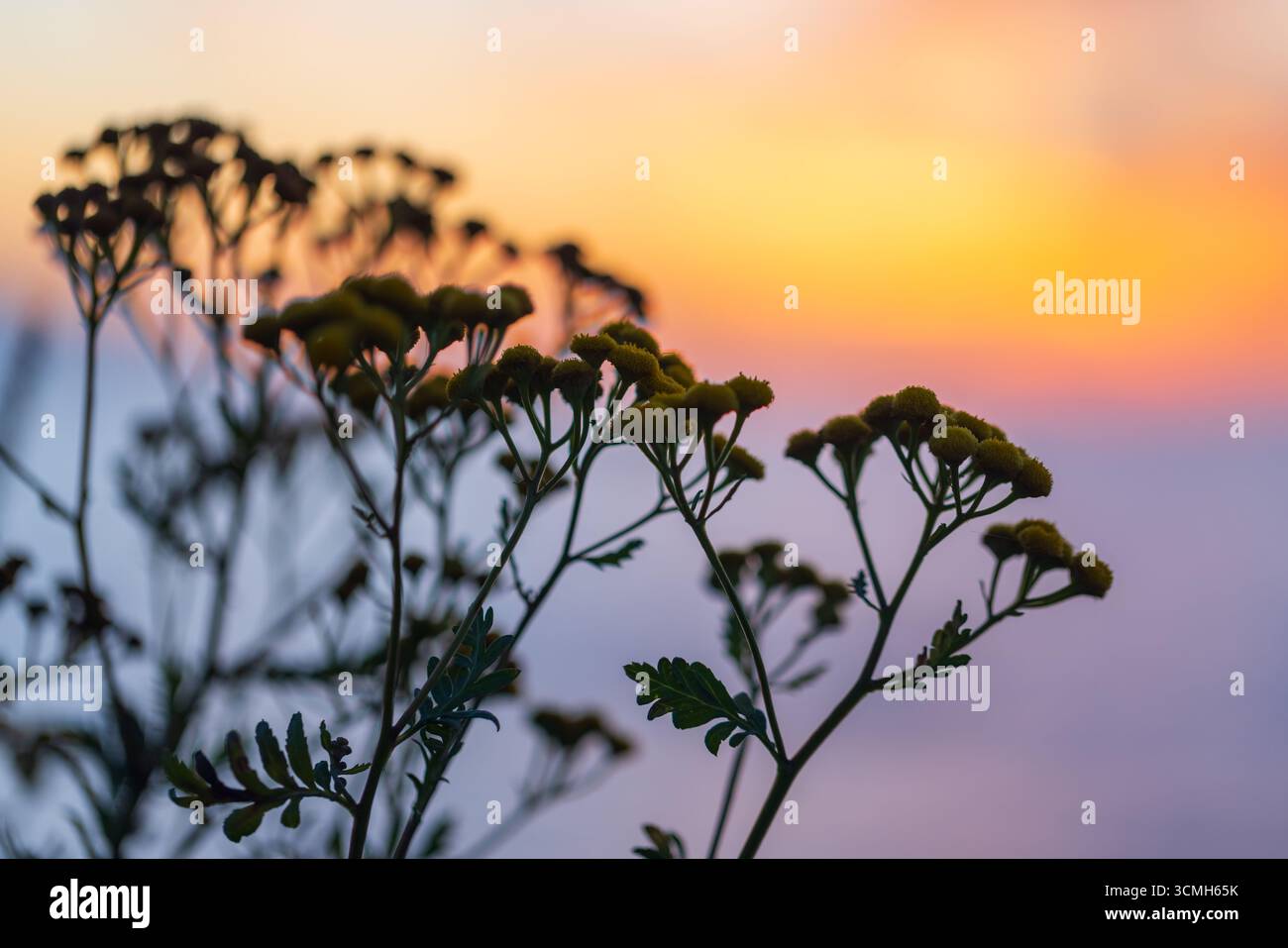 Flora depiction hi-res stock photography and images - Alamy