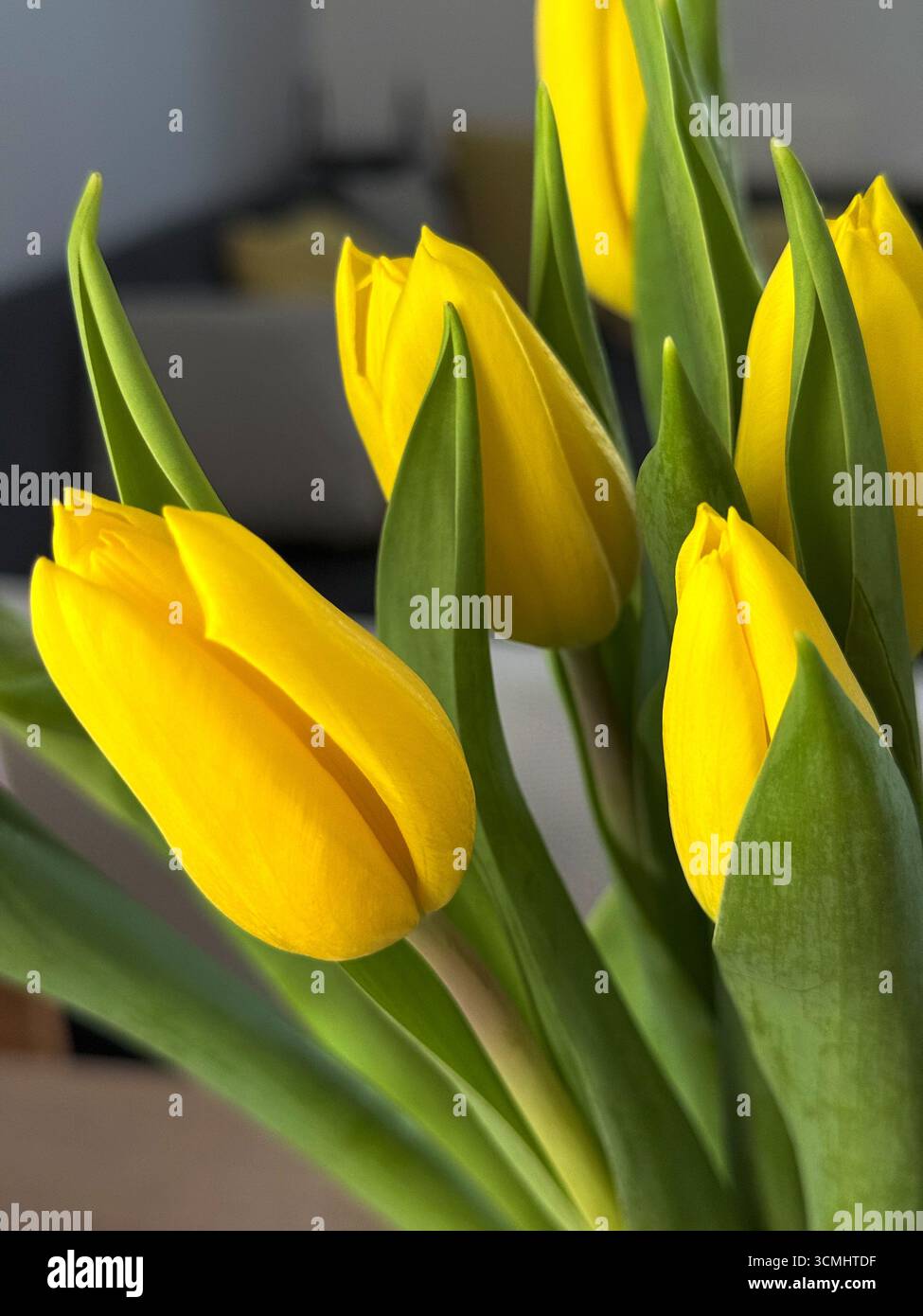 yellow tulips close-up in a vase on a table Stock Photo