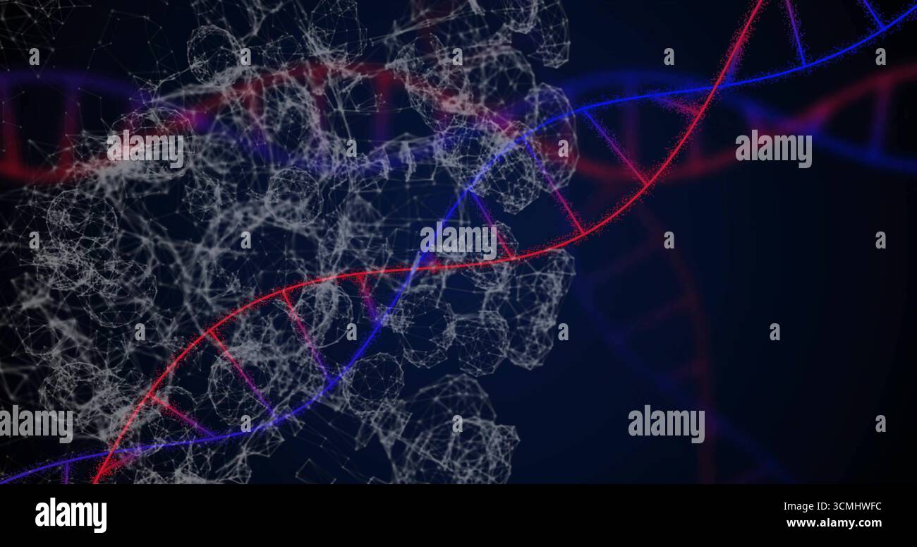 Rotating red and blue DNA helix twisting in virtual lab visualization, with molecular mesh network Stock Photo