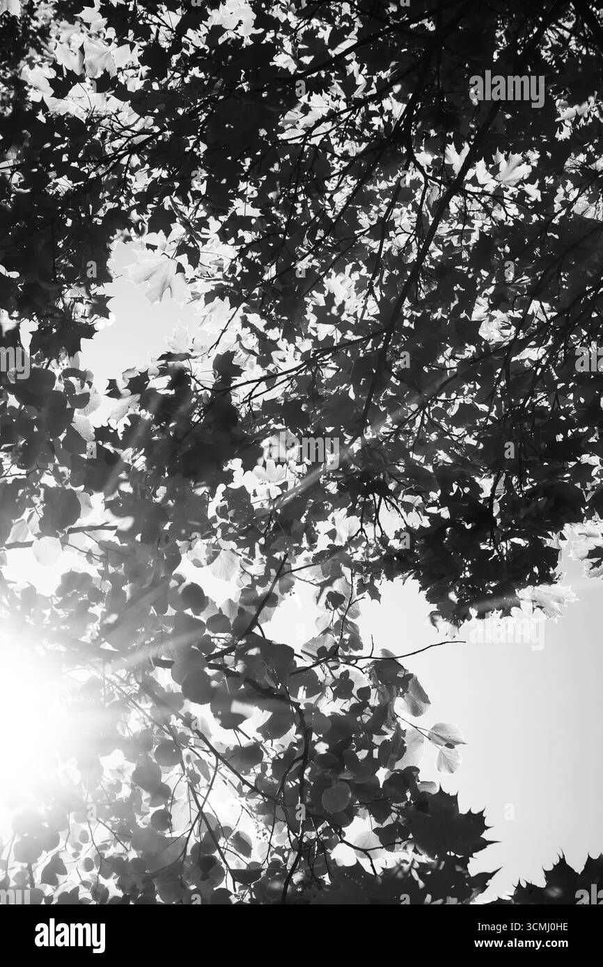 Low angle landscape summer Black and White Stock Photos Images Alamy