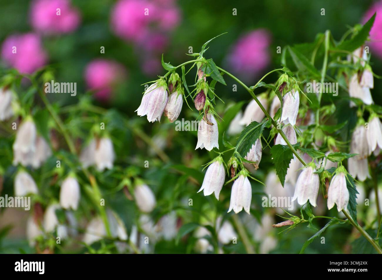 Drooping bell flower hi-res stock photography and images - Alamy