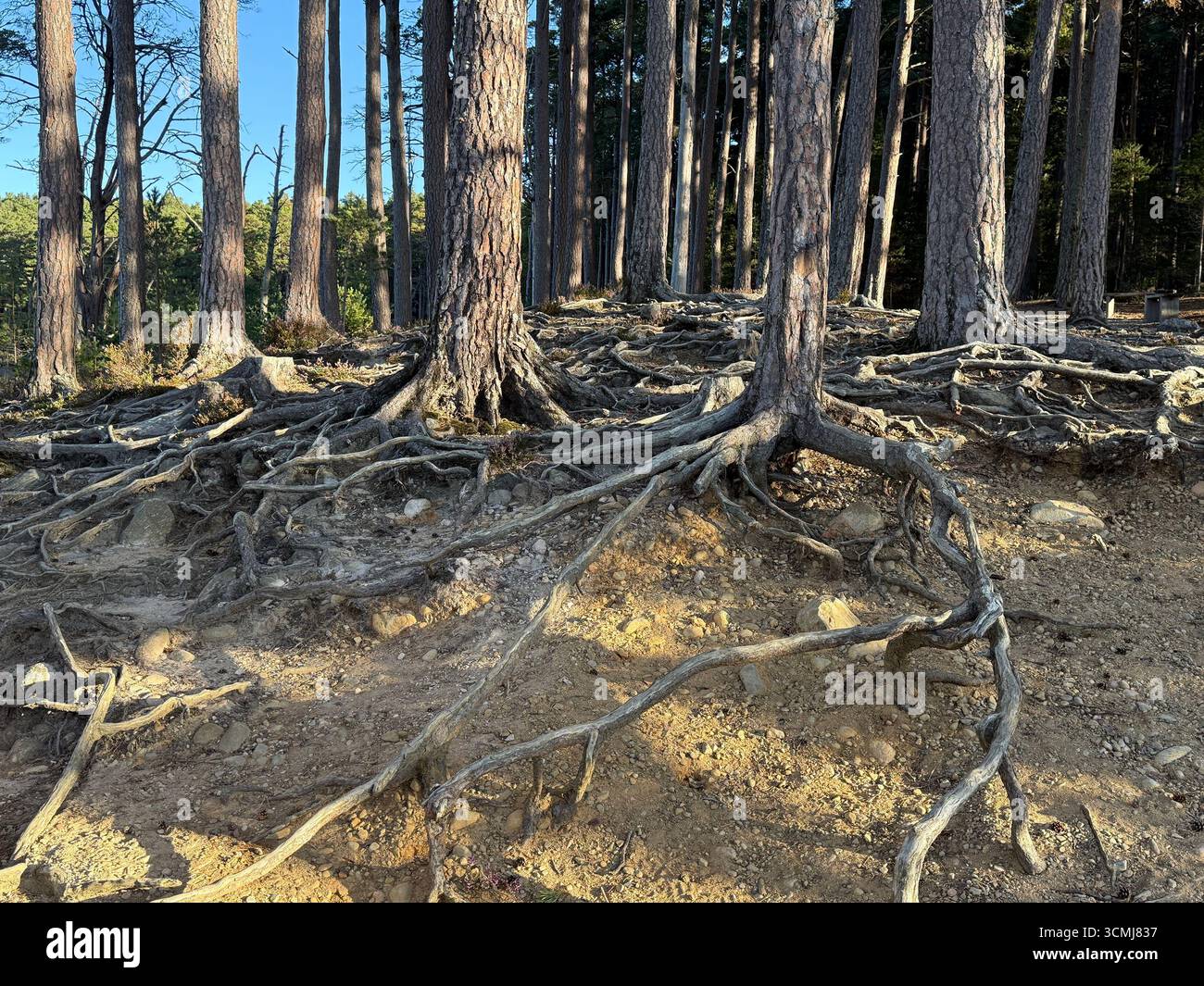 LOCH MALLACHIE Scots PIne roots In the Cairngorms National Park ...