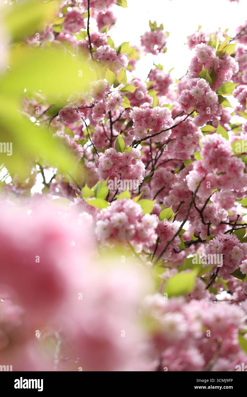 Vibrant pink cherry blossoms in full bloom, creating a dreamy, romantic mood. Stock Photo