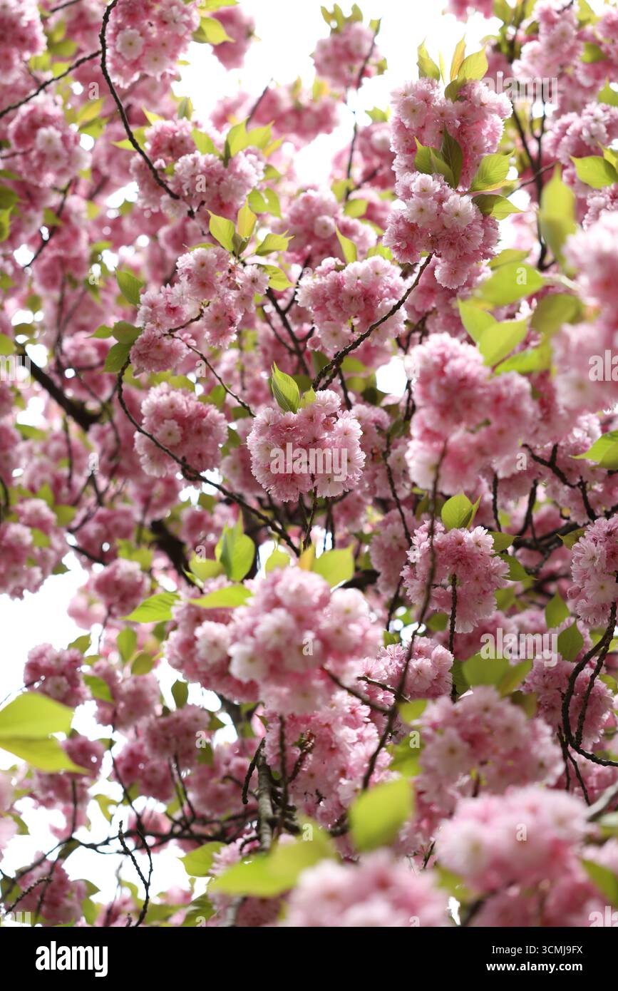 Vibrant pink cherry blossoms in full bloom, viewed from below.  Soft, dreamy mood. Stock Photo