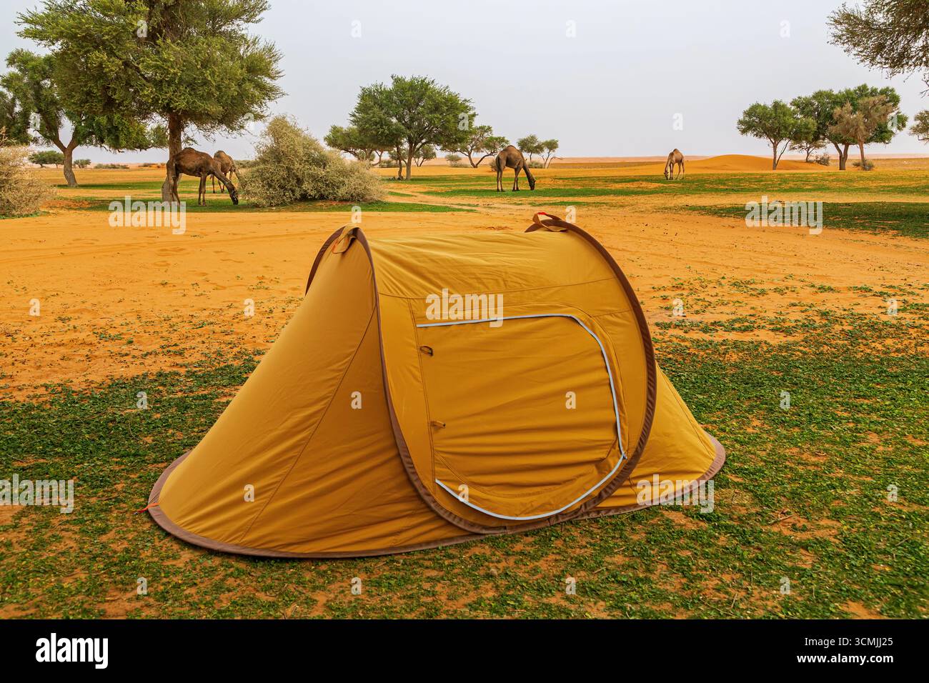 Camel getting up hi-res stock photography and images - Alamy