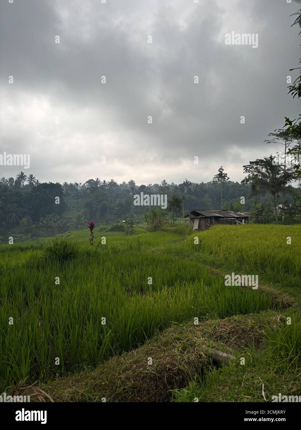 Terraced rice fields in Tetebatu, Lombok, West nusa Tenggara, Indonesia, February 2025 Stock Photo