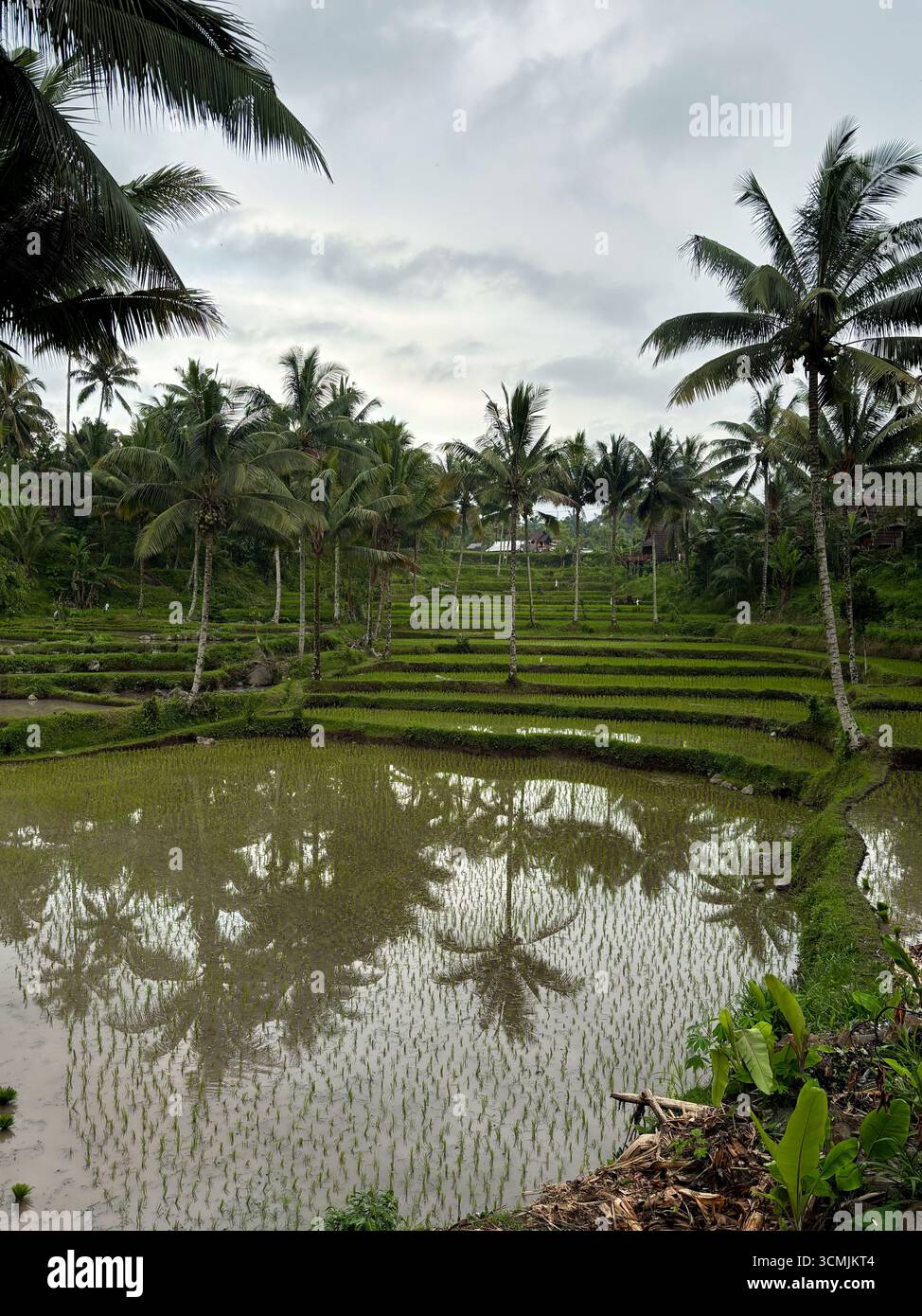 Terraced rice fields in Tetebatu, Lombok, West nusa Tenggara, Indonesia, February 2025 Stock Photo