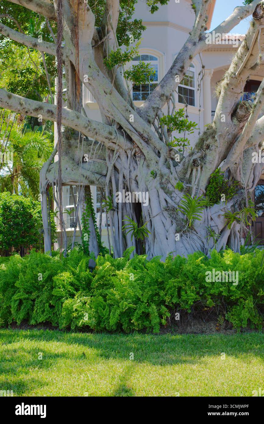 Majestic Old Banyan Tree with Lush Greenery in Urban Garden Landscape ...