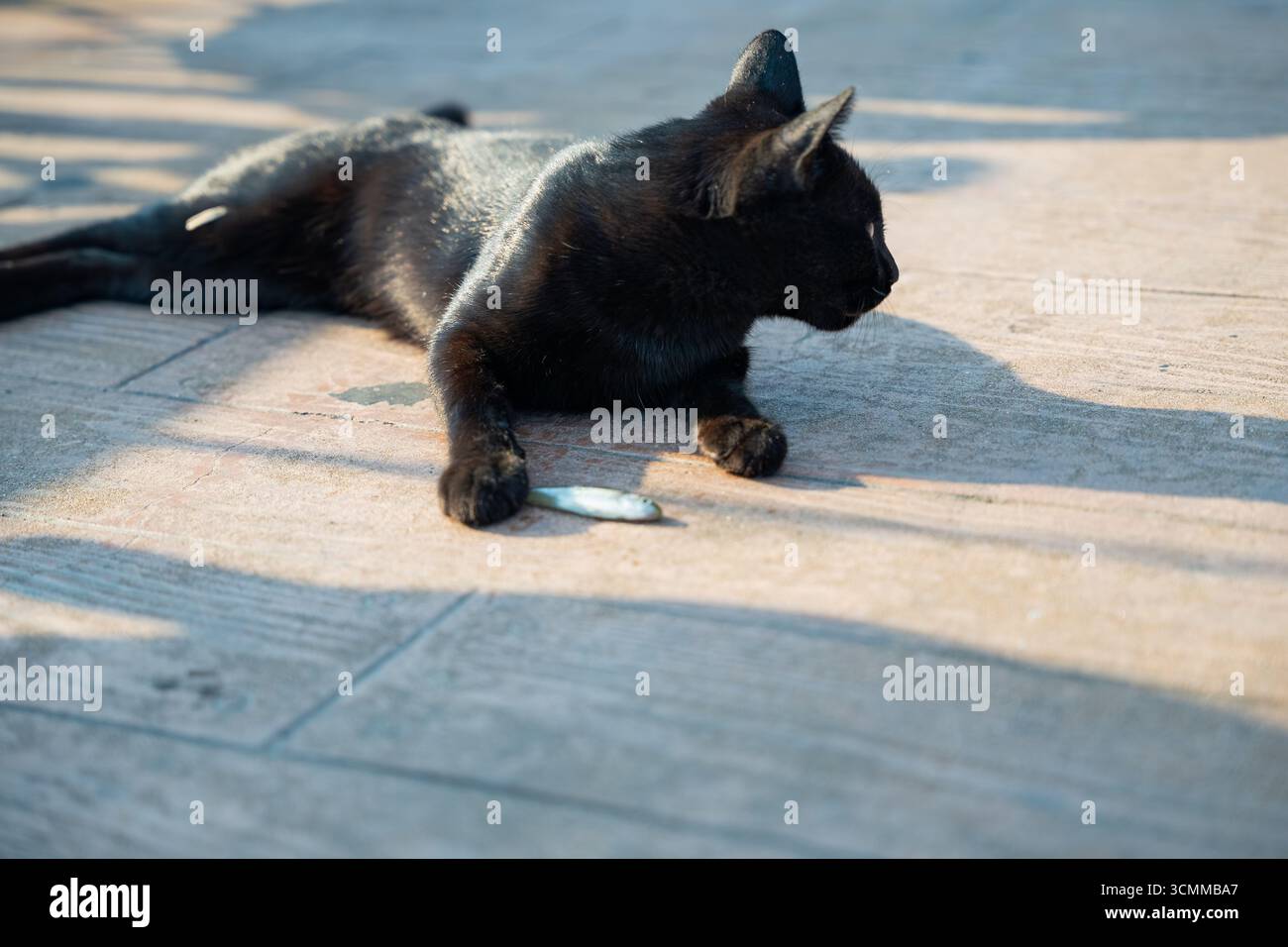 Black cat with striking green eyes resting on pavement with small fish in its paw. Cat lying down and holding its freshly caught fish. Hunt and reward Stock Photo