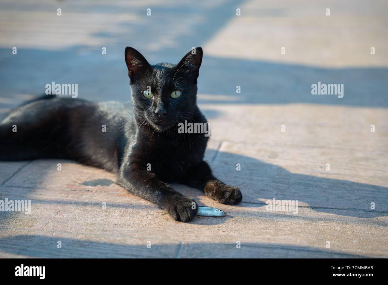 Black cat with striking green eyes resting on pavement with small fish in its paw. Cat lying down and holding its freshly caught fish. Hunt and reward Stock Photo