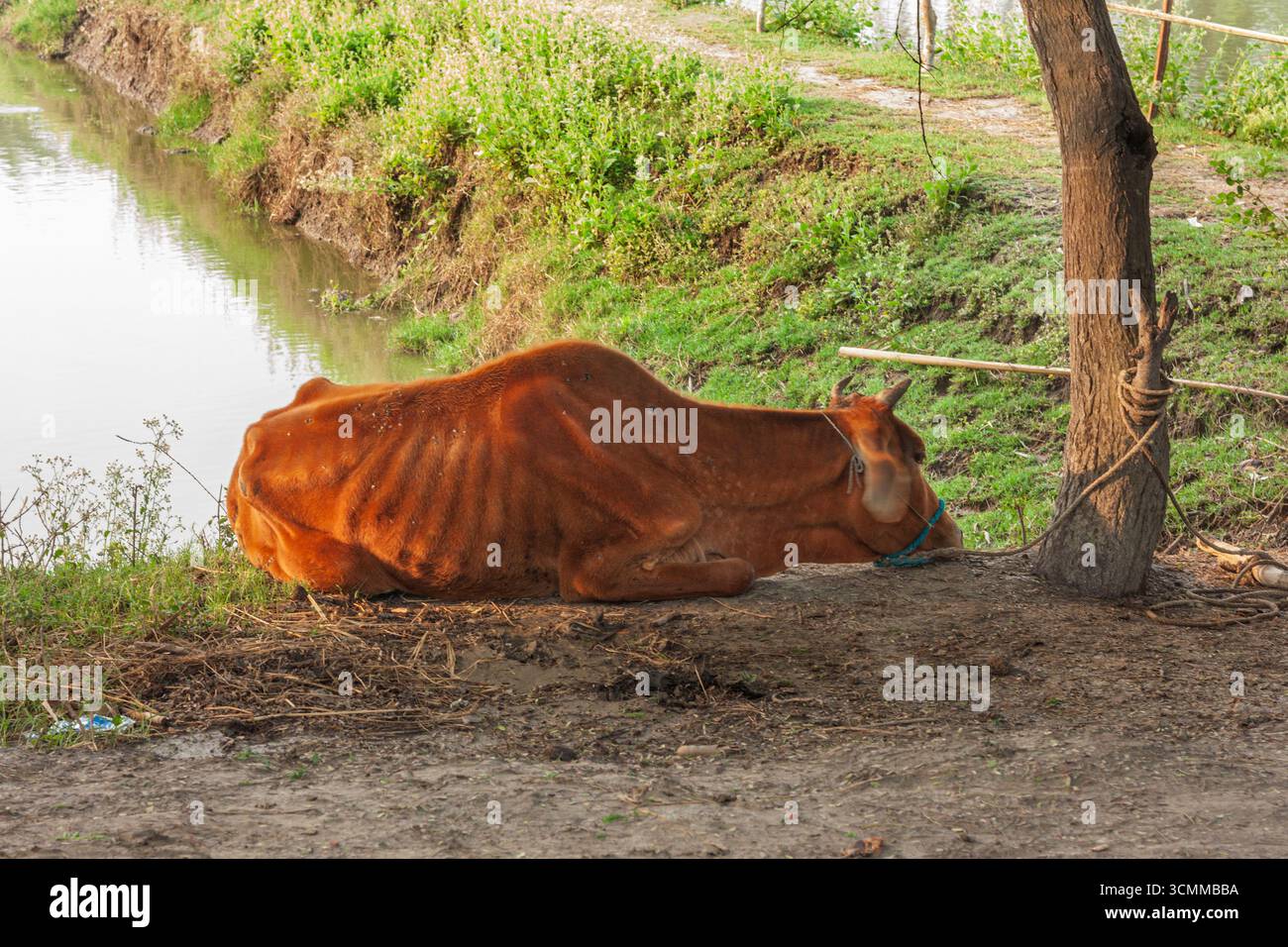 A farmer prepares milking cows at Chalanbil. It is one of the largest ...