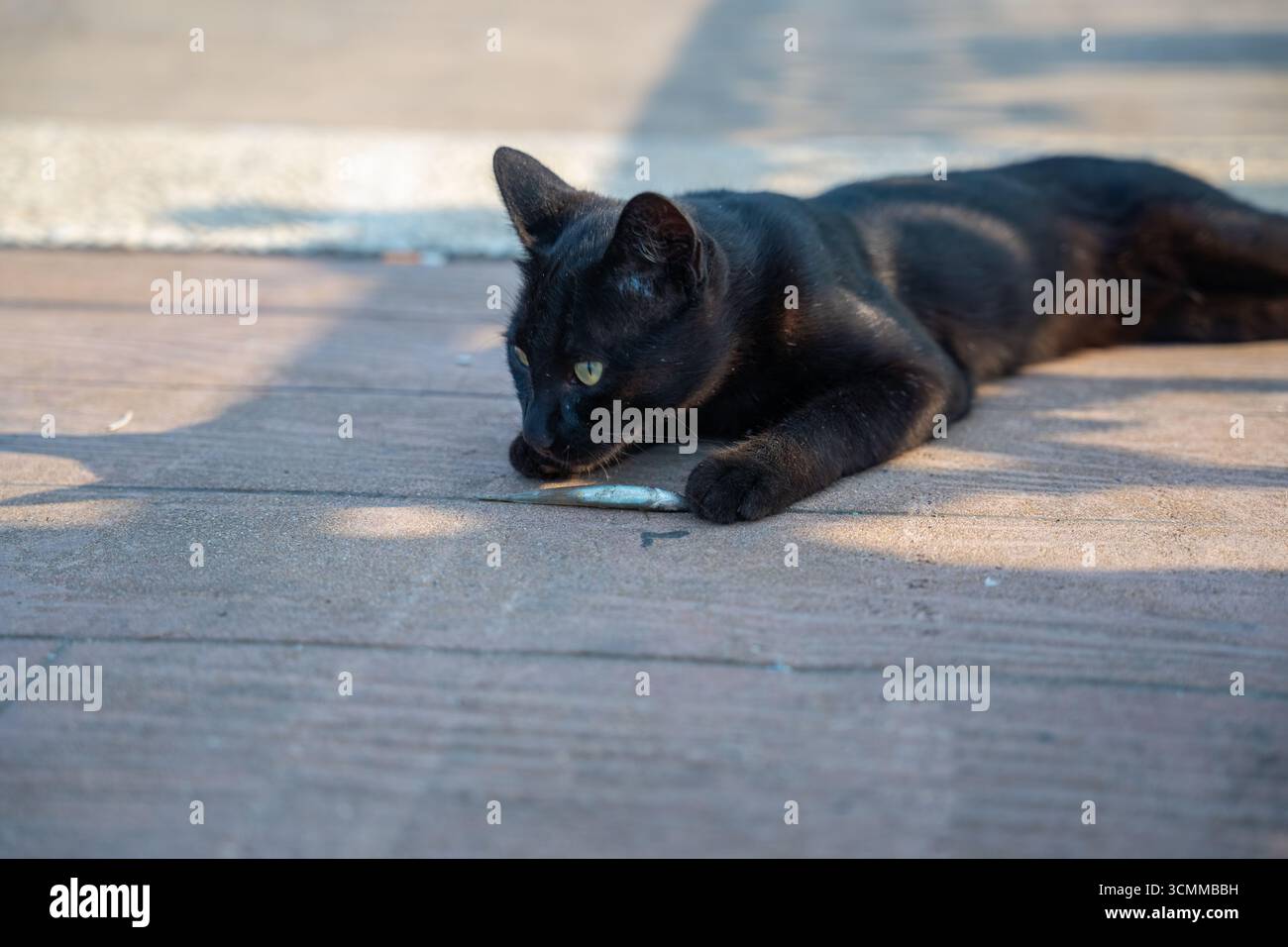 Black cat with striking green eyes resting on pavement with small fish in its paw. Cat lying down and holding its freshly caught fish. Hunt and reward Stock Photo